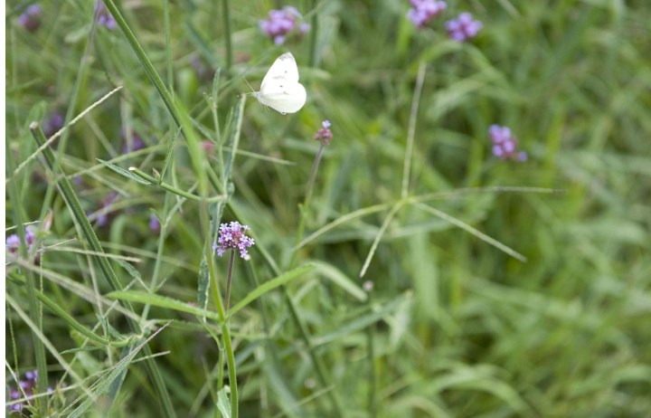 2854952118_06bf10196d_o