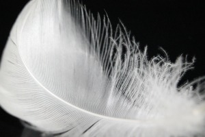 down-feather-176783_1920